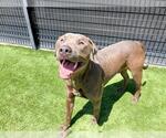 Small #1 American Pit Bull Terrier