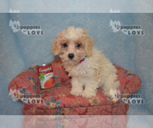 Poochon Puppy for sale in SANGER, TX, USA