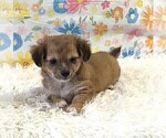 Small #7 Chihuahua