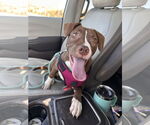 Small #1 American Pit Bull Terrier Mix