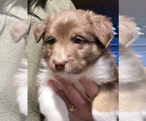 Australian Shepherd Puppy for sale in JURUPA VALLEY, CA, USA