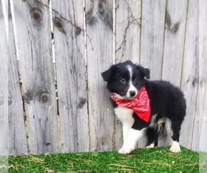Australian Shepherd Puppy for sale in INDIANAPOLIS, IN, USA