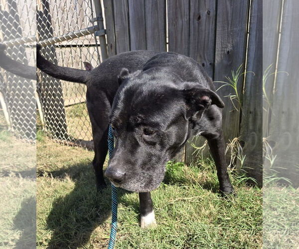 Medium Photo #2 Mutt Puppy For Sale in Jackson, MS, USA