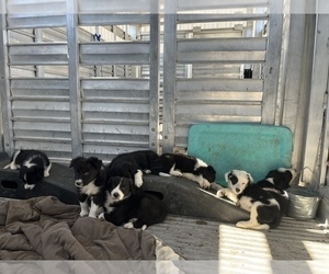 Border Collie Puppy for sale in LARAMIE, WY, USA