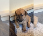 Small #1 Boerboel