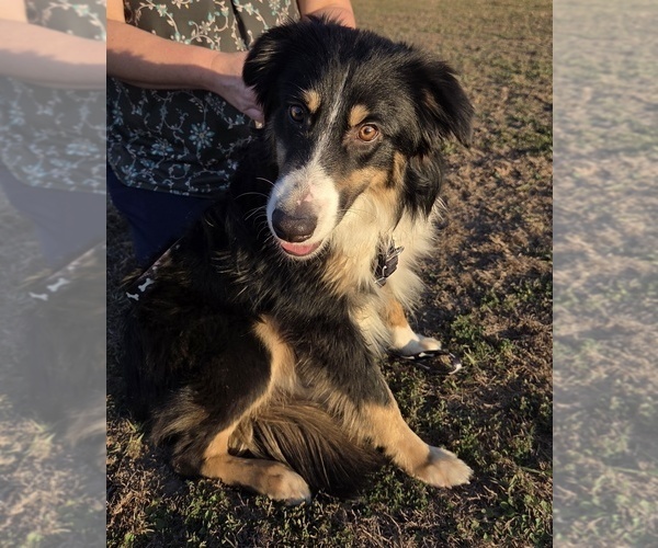 Medium Photo #7 Miniature Australian Shepherd Puppy For Sale in WILLS POINT, TX, USA