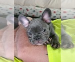 Small Photo #3 French Bulldog Puppy For Sale in CLARKSVILLE, AR, USA