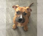 Small American Pit Bull Terrier-Bulldog Mix