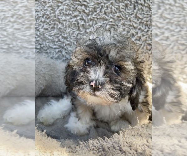 Medium Photo #45 Zuchon Puppy For Sale in RENO, NV, USA