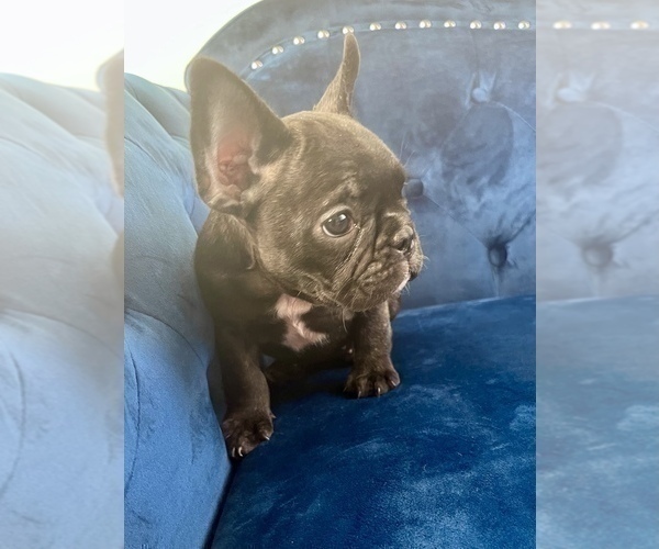 Medium Photo #11 French Bulldog Puppy For Sale in SALT LAKE CITY, UT, USA