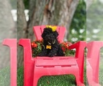 Small #5 Poodle (Toy)