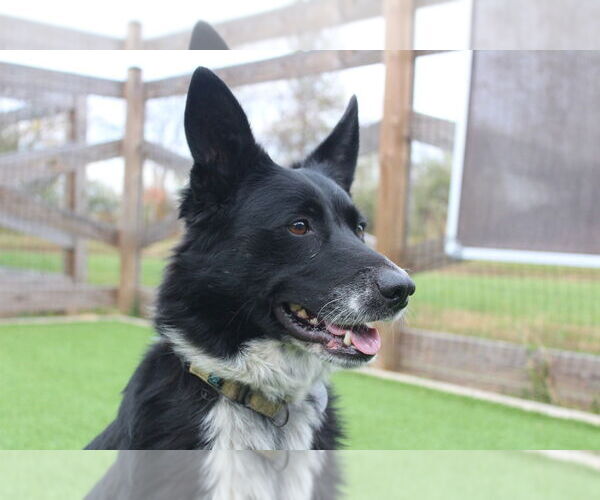 Medium Photo #4 Border Collie-Unknown Mix Puppy For Sale in Chestertown, MD, USA