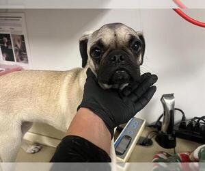 Pug Dogs for adoption in Corona, CA, USA