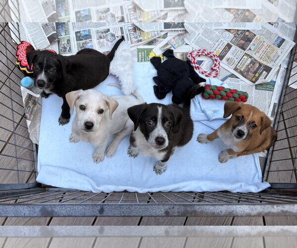 Medium Photo #3 Bulldog-Labrador Retriever Mix Puppy For Sale in Tarrytown, GA, USA