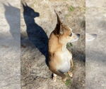 Small #13 Chihuahua