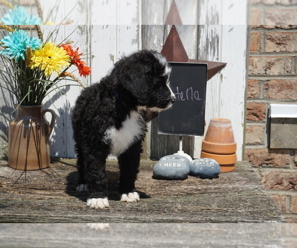 Medium Photo #5 Bernedoodle Puppy For Sale in DUNDEE, OH, USA