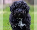 Image preview for Ad Listing. Nickname: Chance