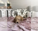 Small #11 Goldendoodle (Miniature)