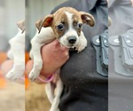 Small #3 Jack Russell Terrier Mix