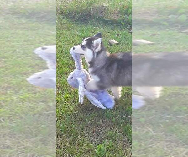Full screen Photo #4 Siberian Husky Puppy For Sale in DANBY, VT, USA
