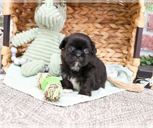 Shih Tzu Puppy for sale in SYRACUSE, IN, USA