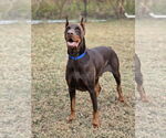 Small #2 Doberman Pinscher