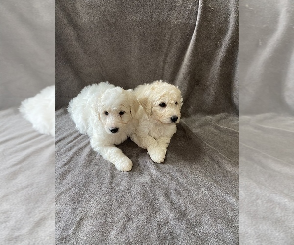 Medium Photo #1 Pyredoodle Puppy For Sale in DRY RIDGE, KY, USA