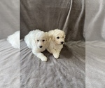 Small Photo #1 Pyredoodle Puppy For Sale in DRY RIDGE, KY, USA