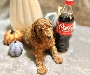 Poodle (Toy) Puppy for Sale in CONSHOHOCKEN, Pennsylvania USA