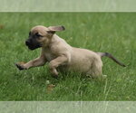 Small #12 Boxer Mix