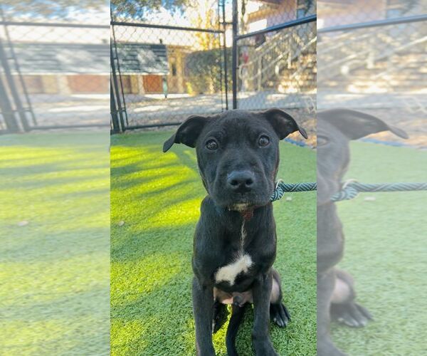 Medium Photo #1 Mutt Puppy For Sale in Hilton Head, SC, USA