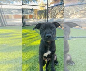 Mutt Dogs for adoption in Hilton Head, SC, USA