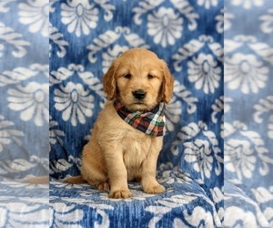 Golden Retriever Puppy for sale in OXFORD, PA, USA