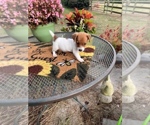 Jack Russell Terrier Puppy for sale in NASHVILLE, NC, USA
