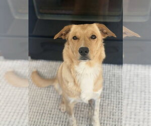 Golden Retriever-Unknown Mix Dogs for adoption in Fort Worth, TX, USA