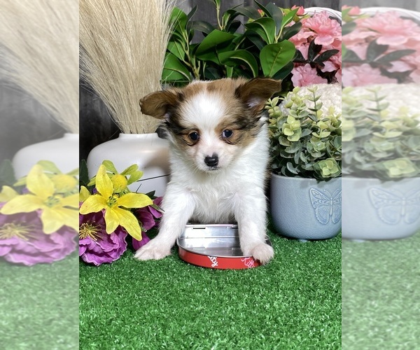 Medium Photo #4 Papillon Puppy For Sale in CANOGA, NY, USA