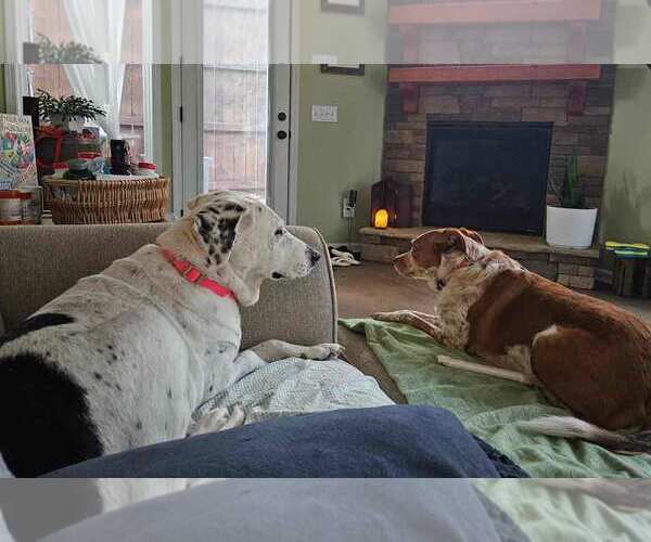 Medium Photo #5 Pointer-Unknown Mix Puppy For Sale in Kennesaw, GA, USA