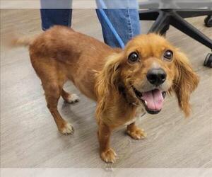 Cocker Spaniel-Unknown Mix Dogs for adoption in Martinez, CA, USA