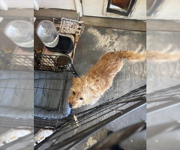 Medium Photo #1 Cairn Terrier-Unknown Mix Puppy For Sale in Tracy, CA, USA