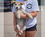 Small #3 Anatolian Shepherd-German Shepherd Dog Mix