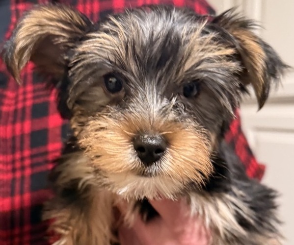 Medium Photo #3 Yorkshire Terrier Puppy For Sale in HIGHLANDS, NC, USA