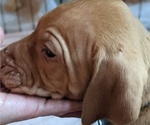 Small Photo #3 Labralas Puppy For Sale in ELLSWORTH, ME, USA