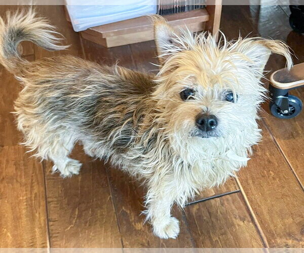 Medium Photo #4 Mutt Puppy For Sale in Corona, CA, USA