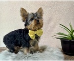 Small #2 Yorkshire Terrier