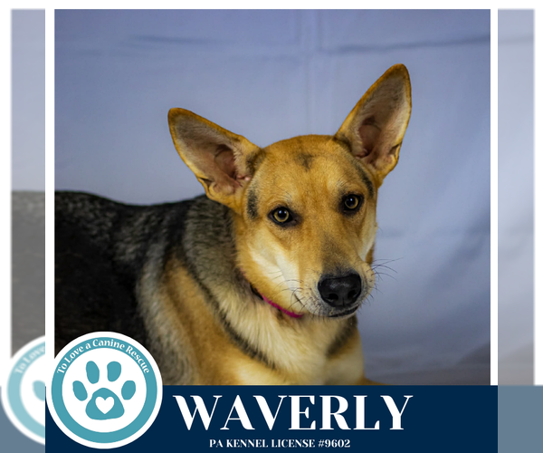 Medium Photo #7 German Shepherd Dog-Unknown Mix Puppy For Sale in Kimberton, PA, USA