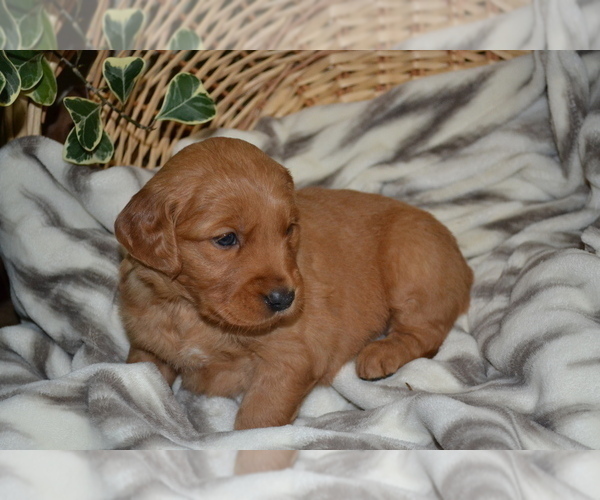 Medium Photo #5 Golden Retriever Puppy For Sale in GREENWOOD, WI, USA