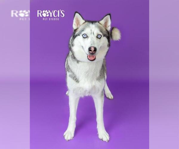 Medium Photo #1 Siberian Husky Puppy For Sale in West Valley, UT, USA