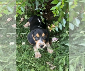 Beagle Puppy for sale in TARBORO, NC, USA
