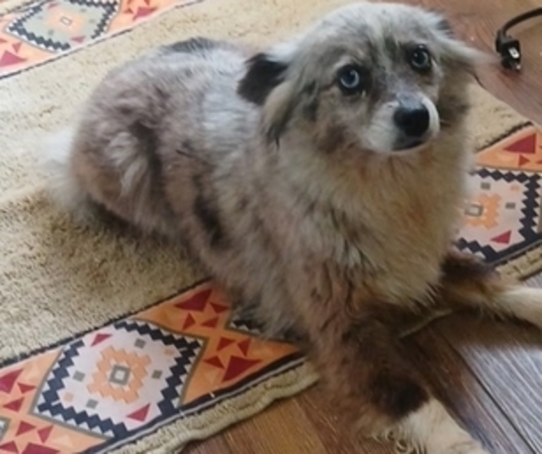 Medium Photo #1 Miniature Australian Shepherd Puppy For Sale in MILTON, WI, USA