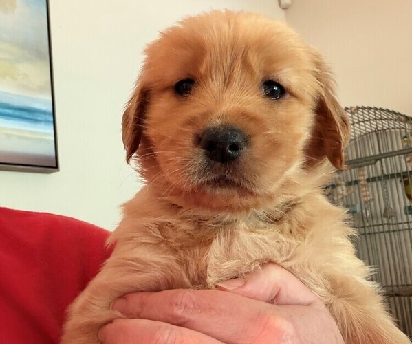 Medium Photo #2 Golden Retriever Puppy For Sale in GRIFFIN, GA, USA